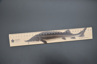 Pravítko 30 cm Vyza velká